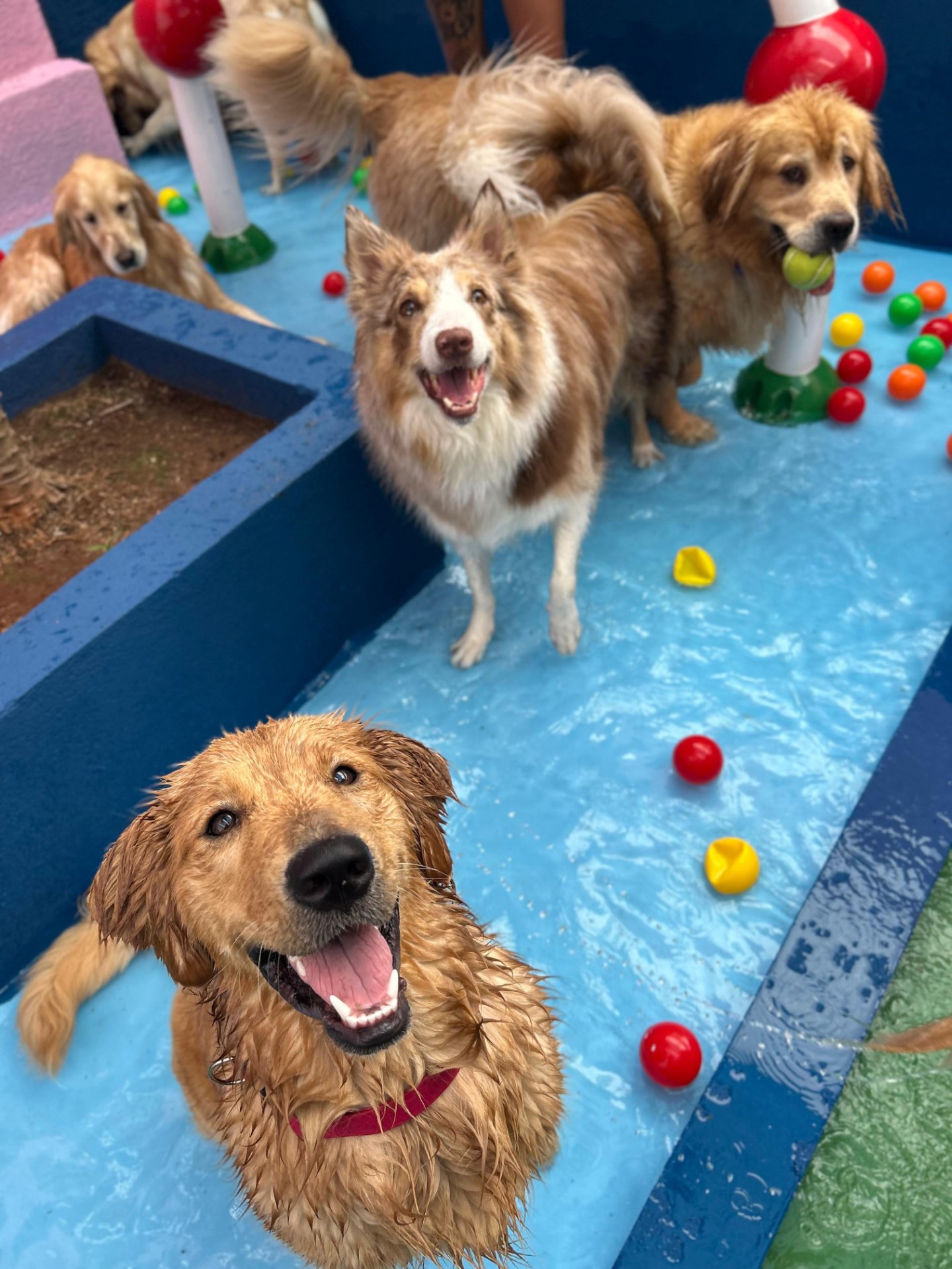 Cães brincando na piscina da Vila Focinho